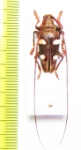Cereopsius sexmaculatus  Malaysia, Borneo - INSECTS-STORE.RU