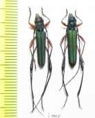 Chloridolum promissum, pair  Indonesia, Sulawesi - INSECTS-STORE.RU