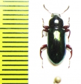 Tenebrionidae sp.  Indonesia, Papua - INSECTS-STORE.RU