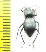 Cyphogenia limbata  Kazakhstan - INSECTS-STORE.RU