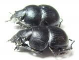 Lethrus frantsevichi, pair  Tajikistan - INSECTS-STORE.RU