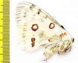 Parnassius actius merzbacheri  Kazakhstan - INSECTS-STORE.RU