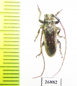 Oncideres ocularis  Argentina - INSECTS-STORE.RU