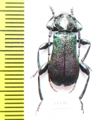 Ropalopus insubricus  Croatia - INSECTS-STORE.RU