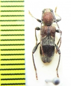 Anaglyptus praecellens  Greece, Crete - INSECTS-STORE.RU