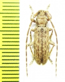 Deroplia annulicornis  Canary isl. - INSECTS-STORE.RU