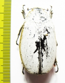 Melolonthinae sp.  Malaysia, Borneo - INSECTS-STORE.RU