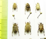 Hopliini sp.  Malaysia - INSECTS-STORE.RU