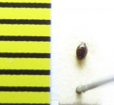 Acritus nigricornis  Belorussia - INSECTS-STORE.RU