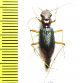 Tetracha sp.  Ecuador - INSECTS-STORE.RU