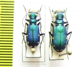 Cicindela sexguttata, pair  USA - INSECTS-STORE.RU