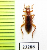 Cleridae sp. Laos - INSECTS-STORE.RU