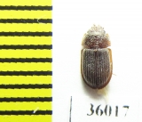 Trogossitidae sp.  Thailand - INSECTS-STORE.RU