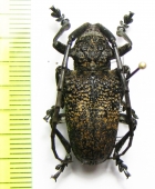 Phryneta spinator  Tanzania - INSECTS-STORE.RU