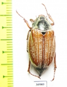 Melolontha pectoralis  Georgia - INSECTS-STORE.RU