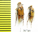 Ripiphoridae, Macrosiagon bimaculata  Russia, Volgograd reg. - INSECTS-STORE.RU