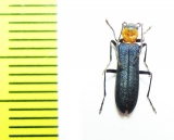 Ischnomera deyrollei  Abkhazia - INSECTS-STORE.RU