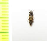 Salpingidae, Elacatis indicus  India, Gujarat - INSECTS-STORE.RU