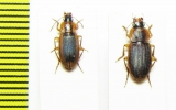 Carabidae sp.  South Africa Rep. - INSECTS-STORE.RU