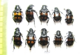 Nicrophorus vespilloides  Russia, Tver reg. - INSECTS-STORE.RU