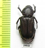 Cremastocheilini sp.  Togo - INSECTS-STORE.RU