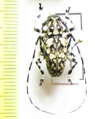 Palimna annulata  Thailand - INSECTS-STORE.RU