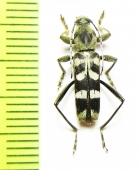 Chlorophorus dimidiatus  Indonesia, Sulawesi - INSECTS-STORE.RU