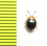 Tenebrionidae sp.  Indonesia, Papua - INSECTS-STORE.RU