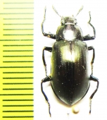 Tenebrionidae sp.  Malaysia - INSECTS-STORE.RU