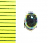 Tenebrionidae sp.  Malaysia, Borneo - INSECTS-STORE.RU