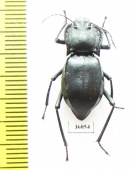 Cyphogenia limbata  Kazakhstan - INSECTS-STORE.RU