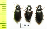 Carabidae sp.  Peru - INSECTS-STORE.RU