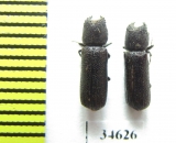 Bostrichidae sp.  South Africa Rep. - INSECTS-STORE.RU