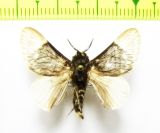 Lasiocampidae sp.?  Bolivia - INSECTS-STORE.RU