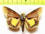 Noctuidae sp.  Bolivia - INSECTS-STORE.RU