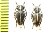 Dorcadion cinerarium, pair  Ukraina - INSECTS-STORE.RU