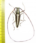 Cerambycidae sp.  Honduras - INSECTS-STORE.RU