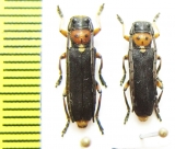 Phytoecia astrate perrini  Syria - INSECTS-STORE.RU