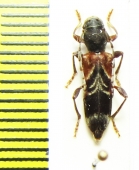 Anaglyptus simplicicornis  Russia, Krasnodar reg. - INSECTS-STORE.RU