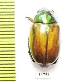 Anoplognathus daemeli  Australia - INSECTS-STORE.RU