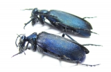 Cyaneolytta sp., pair  Zimbabwe - INSECTS-STORE.RU