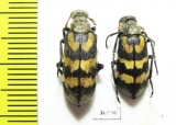 Meloidae sp.  South Africa Rep. - INSECTS-STORE.RU