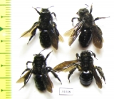 Hymenoptera sp.  Russia, Astrakhan reg. - INSECTS-STORE.RU