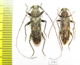 Cerambycidae sp., pair  South Africa Rep. - INSECTS-STORE.RU