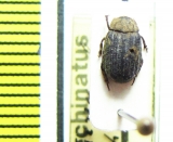 Trox echinatus  USA - INSECTS-STORE.RU