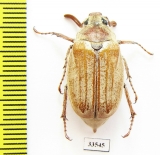 Melolontha pectoralis farinosa  Greece - INSECTS-STORE.RU