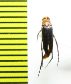 Ripiphoridae, Metoecus ? satanas  Russia, Far East - INSECTS-STORE.RU
