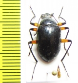 Tenebrionidae sp.  Vietnam - INSECTS-STORE.RU