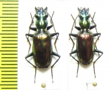 Carabidae sp.  Malaysia, Borneo - INSECTS-STORE.RU