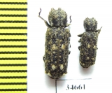 Bostrichidae sp.  South Africa Rep. - INSECTS-STORE.RU